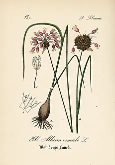 Garlic: Wild garlic, Allium vineale