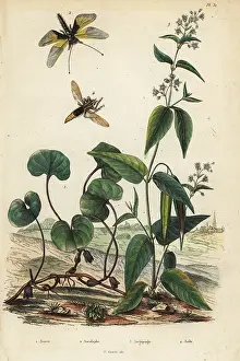 Europaeum: Wild ginger, milkweed, and insects