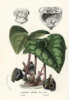 Asarum: Wild ginger plant, Asarum blumei