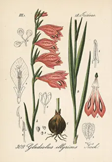 Gladiolus: Wild gladiolus, Gladiolus illyricus