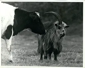 Periods: Wild goat with one horn, Longtown, Cumberland
