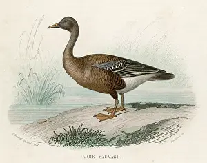 Migrate: WILD GOOSE