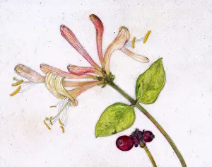 Helga Crouch: Wild honeysuckle and berry