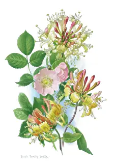 Bessie: Wild Honeysuckle and Dog Rose