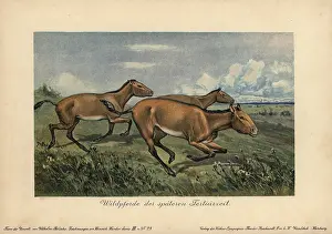 Tiere: Wild horses of the later Tertiary era, extinct