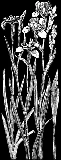Lilley: Wild Iris