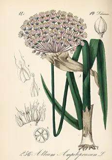 Leek: Wild leek, Allium ampeloprasum