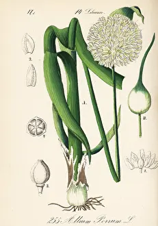 Leek: Wild leek, Allium ampeloprasum