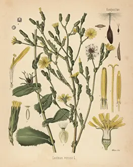 Koehlers: Wild lettuce or bitter lettuce, Lactuca virosa