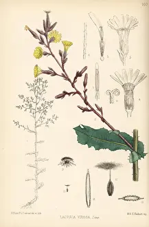 Hanhart: Wild lettuce, Lactuca virosa