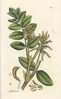 Astragalus: Wild licorice, Astragalus glycyphyllos