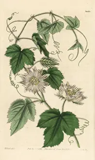 Foetida: Wild maracuja, Passiflora foetida
