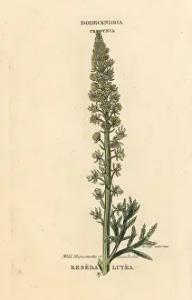 Lutea: Wild mignonette or base rocket, Reseda lutea