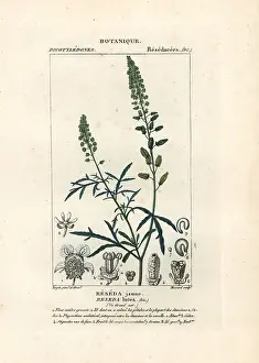 Lutea: Wild mignonette, Reseda lutea