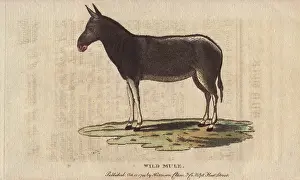 1798 1802: Wild mule, Equus mulus