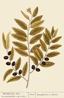 Blackwell: Wild Olive Tree, Olea europaea