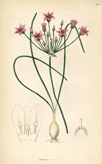 Allium: Wild onion, Allium neriniflorum