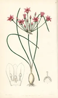 Allium: Wild onion, Allium neriniflorum