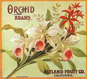 Sprig: Wild Orchids