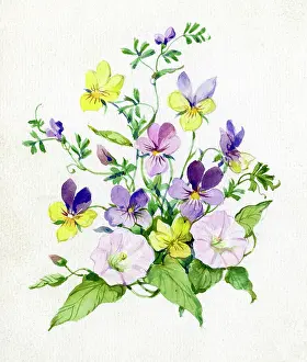 Convolvulus: Wild pansies and convolvulus