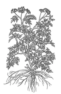 Garnish: Wild Parsley
