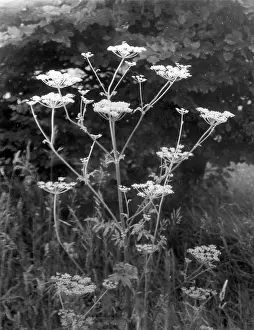 Pastinaca: WILD PARSNIP