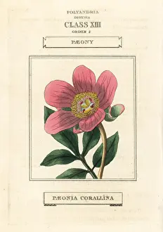 Mascula: Wild peony, Paeonia mascula