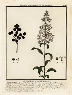 Plante Medicinale De La France: Wild privet, Ligustrum vulgare