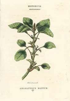 Amaranth: Wild or purple amaranth, Amaranthus blitum