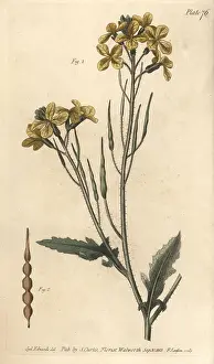 Radish: Wild radish, Raphanus raphanistrum