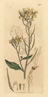 Jointed: Wild radish, Raphanus raphanistrum