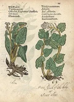 Radish: Wild radish, Raphanus raphanistrum, and garlic