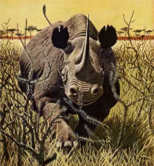 Brambles: Wild Rhino Charging