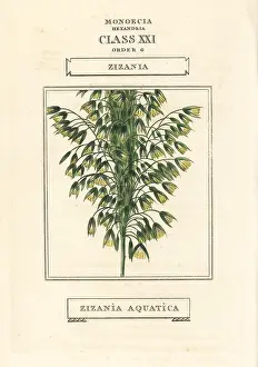 Duppa: Wild rice, Zizania aquatica