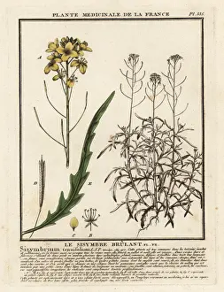 Colour Printing: Wild rocket, Diplotaxis tenuifolia