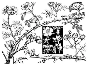 Lilley: Wild Rose