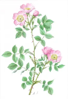 Marta: Wild Rose