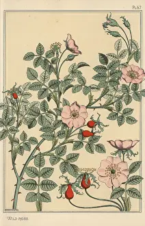 Grasset: Wild rose botanical study