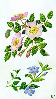 Periwinkle: Wild rose and periwinkle
