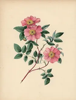 Clarissa: Wild rose, Rosa parviflora