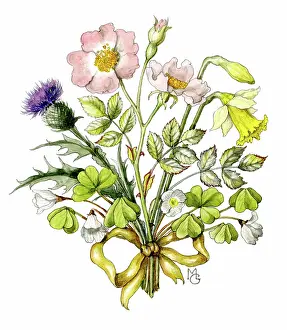 Shamrock: Wild rose, thistle, shamrock and daffodil