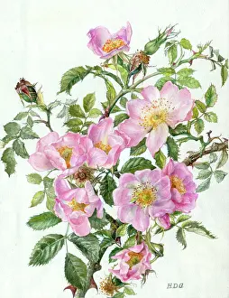 Garside: Wild Roses