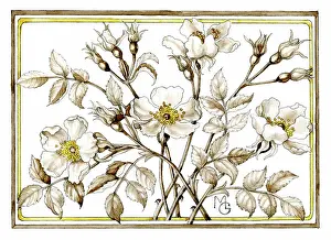 Gillies: Wild Roses