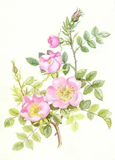 Sherbourne: Wild Roses
