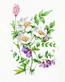Vetch: Wild Roses and Blue Vetch