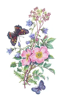 Cynthia: Wild roses and harebells with two butterflies