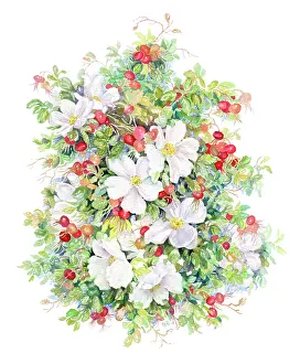 Rugosa: Wild Roses and Hips