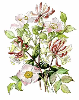 Honeysuckle: Wild Roses and Honeysuckle