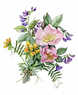 Sherborne: Wild Roses and Vetches