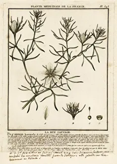 Harmel: Wild rue, Peganum harmala